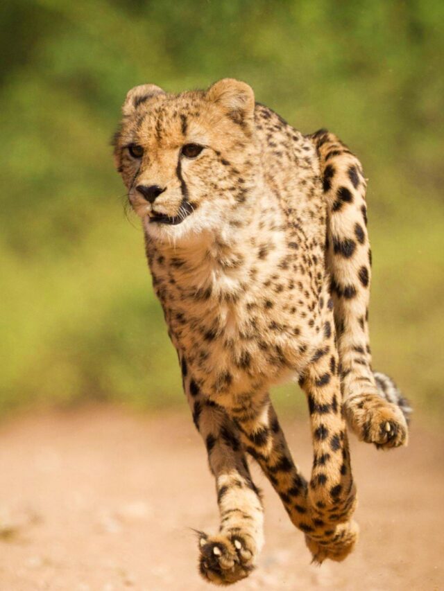 Know eight fastest running animals in the world
