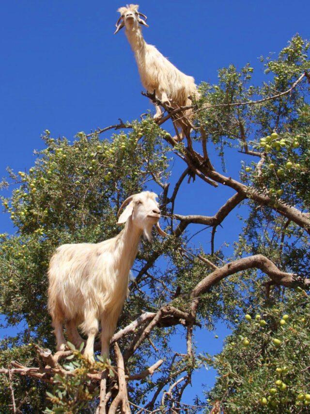 Why goats climb up trees in Morocco’s Argan forest?