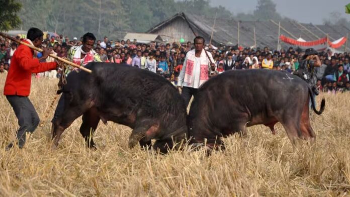 Gauhati High court halts buffalo fights