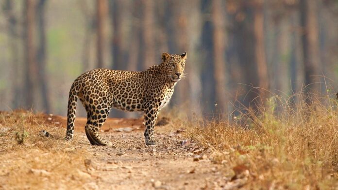 India Celebrates Surge in Leopard Population as PM Modi Praises Biodiversity Efforts