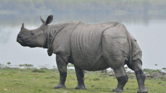 Man Killed in Rhino Attack in Assam's Majuli: Forest Department Under Scrutiny