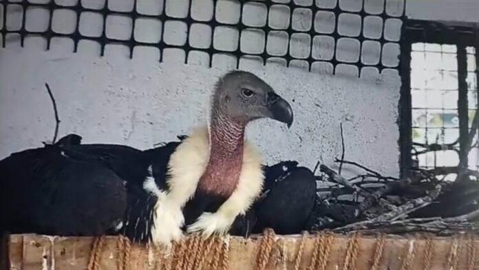 Rare Vultures Released into Rani Forest in Assam